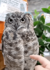 표정으로 이야기하는 올빼미의 특별한 매력