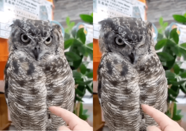 출처 : Reddit / 손가락이 다가오자 표정을 점점 바꾸는 올빼미