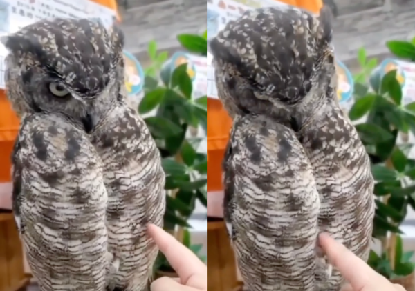 출처 : Reddit / 사람 손가락이 다소 불편한지 점점 표정이 어두워지는 올빼미