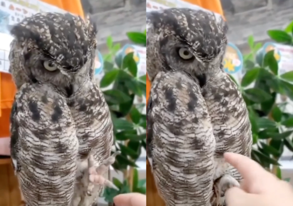 출처 : Reddit / 사람 손가락을 잡아보려는 올빼미