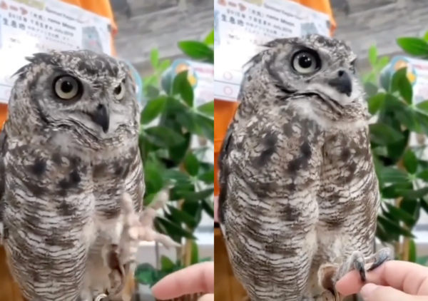 출처 : Reddit / 안심이 되는지 표정을 풀고 손가락을 잡아보는 올빼미