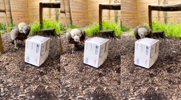 출처 : Reddit / 상자를 보고 궁금해 하는 독수리