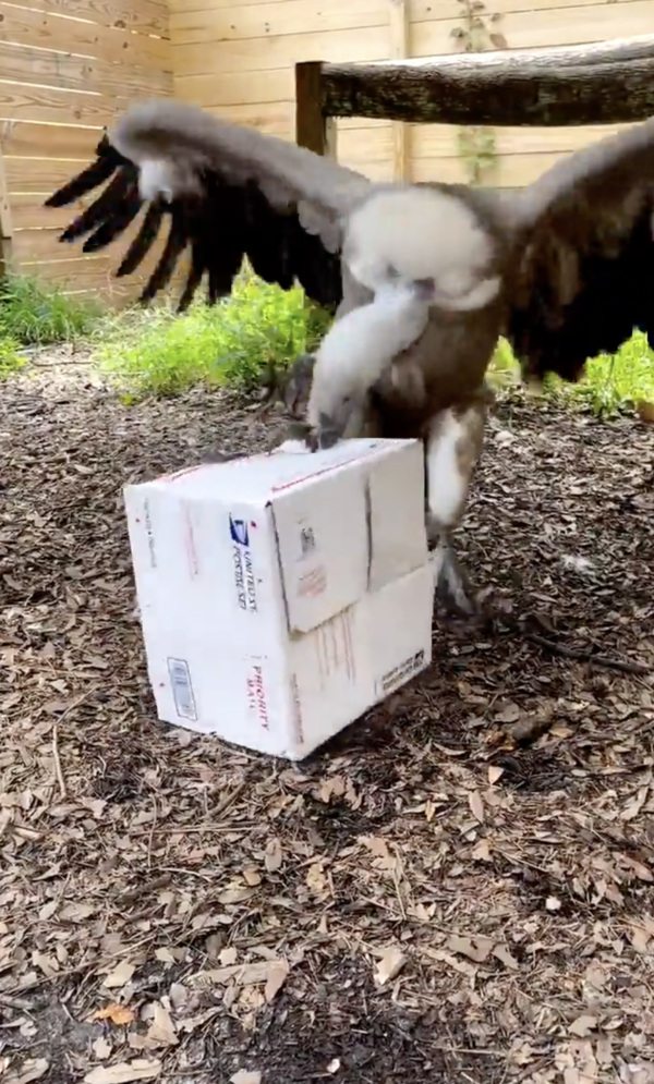 출처 : Reddit / 부리로 상자를 쪼아보는 독수리
