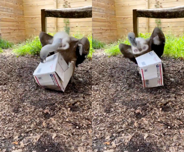 출처 : Reddit / 도대체 상자 안에 무엇이 있을까 궁금해 하는 듯한 독수리