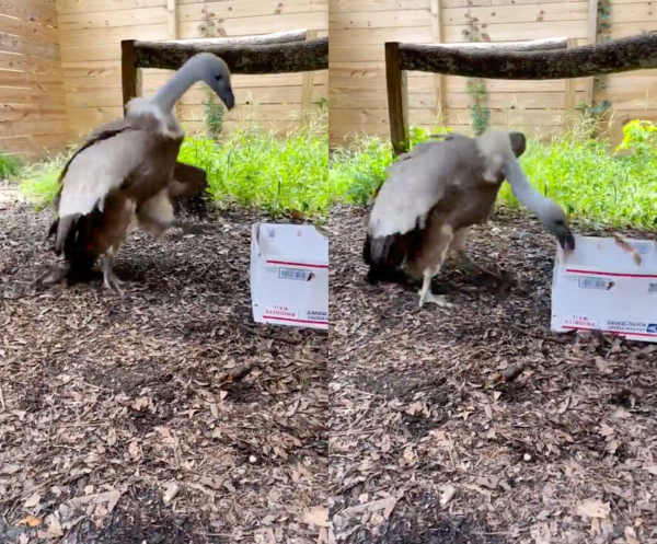 출처 : Reddit / 상자를 뜯고 있는 독수리