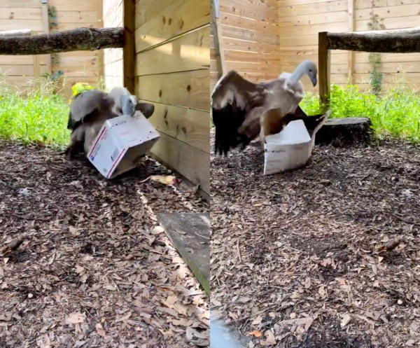 출처 : Reddit / 상자를 다 뜯었지만 안에 아무것도 없는 걸 알게 된 독수리