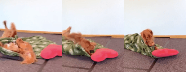 출처 : Reddit / 빙글 돌아 이불로 몸을 감싸는 강아지