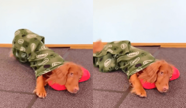 출처 : Reddit / 베개를 베고 눕고 잘 준비를 하는 강아지