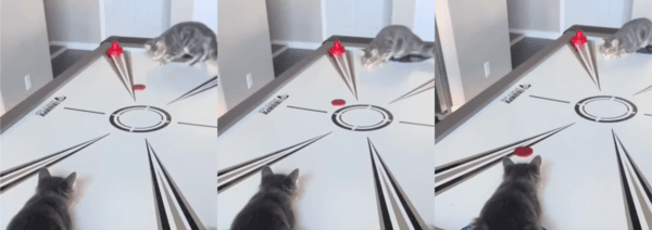 출처 : Reddit / 하키 게임 중인 두 고양이들