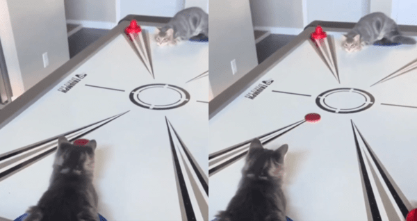 출처 : Reddit / 서로 번갈아 가며 퍽을 치는 고양이들