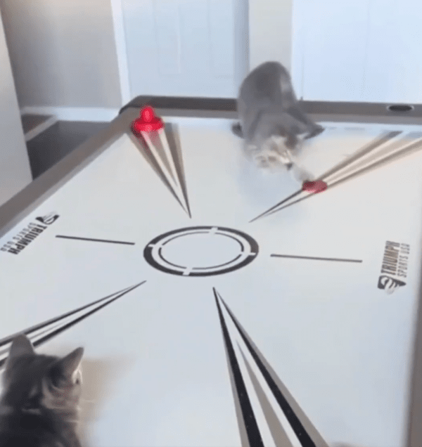 출처 : Reddit / 퍽이 날아오자 바로 손으로 막는 고양이