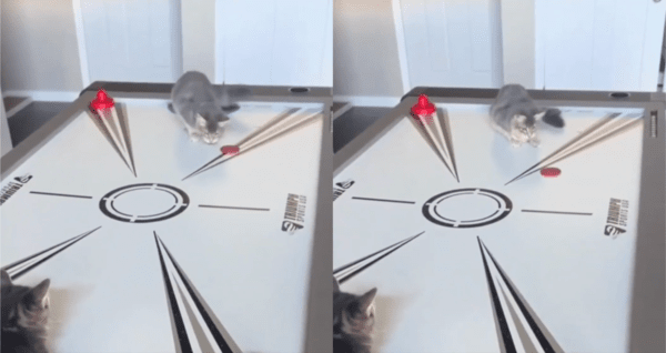 출처 : Reddit / 퍽이 날라가는 걸 보는 고양이