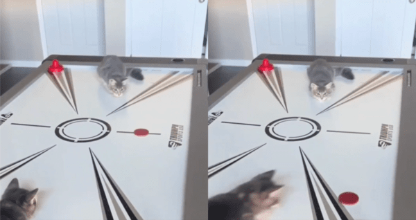 출처 : Reddit / 다가오는 퍽을 보고 치려는 고양이