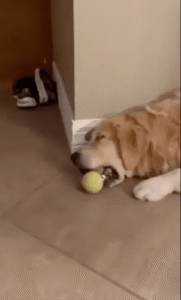 피곤 속에서도 테니스공 사랑을 잊지 않는 골든 리트리버의 귀여운 순간