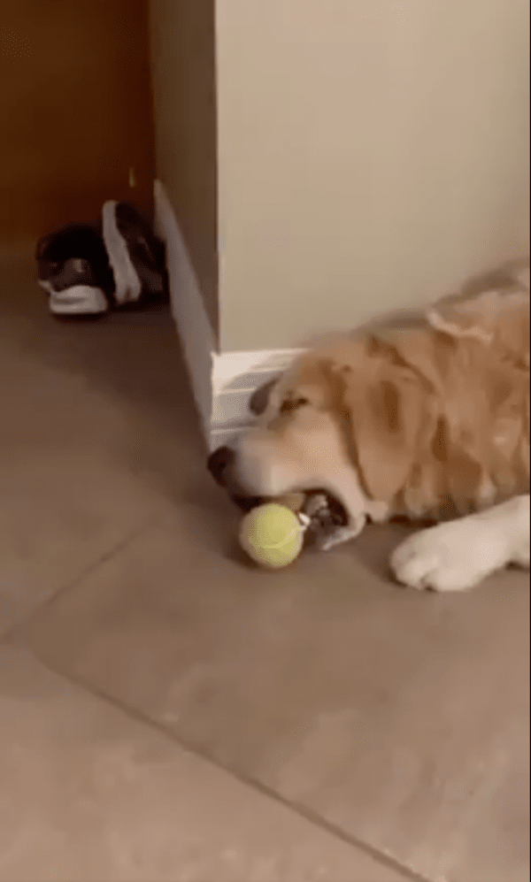 출처 : Reddit / 바닥에 누워 잠을 자는 골든 리트리버 입속에는?