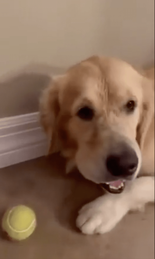 출처 : Reddit / 테니스공을 물고서 잠에서 깬 골든 리트리버