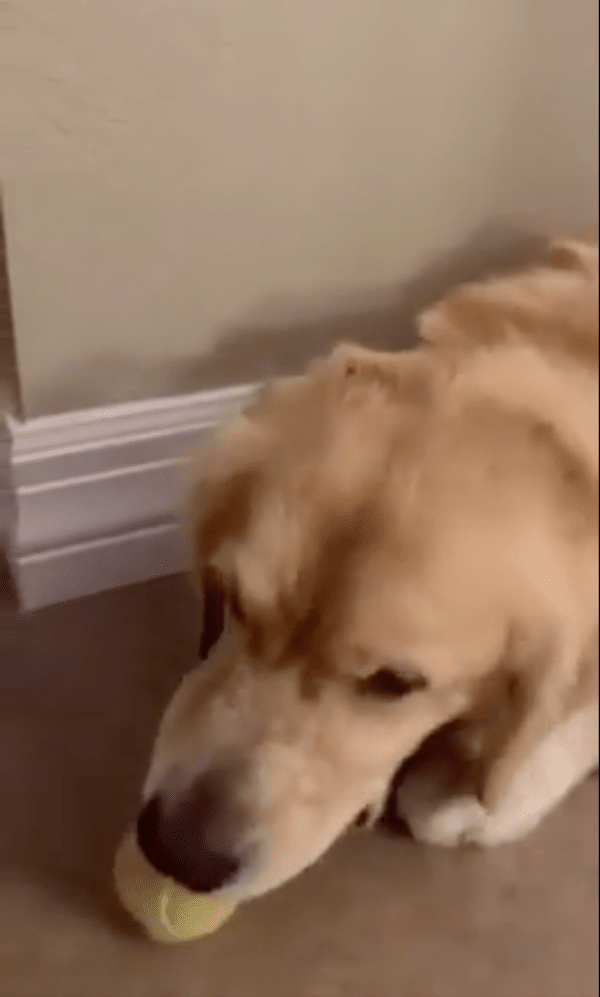 출처 : Reddit / 떨어진 테니스공도 입에 물려고 하는 골든 리트리버