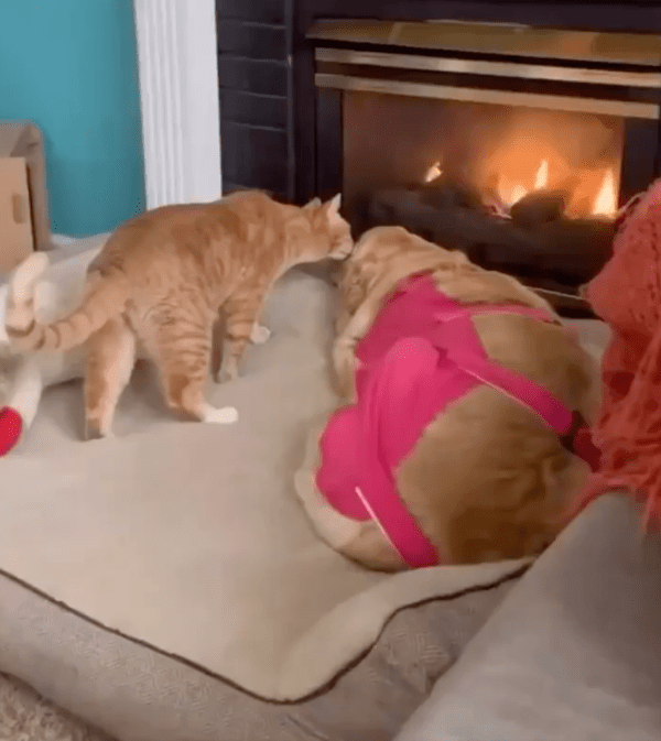 출처 : Reddit / 수술 후 누워 있는 리트리버에게 다가가는 고양이