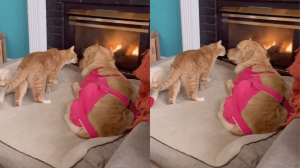 출처 : Reddit / 다가오는 고양이를 바라보는 골든 리트리버