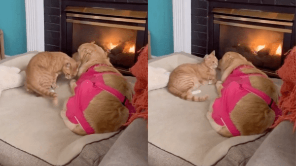 출처 : Reddit / 수술한 리트리버 옆에 앉으려는 고양이