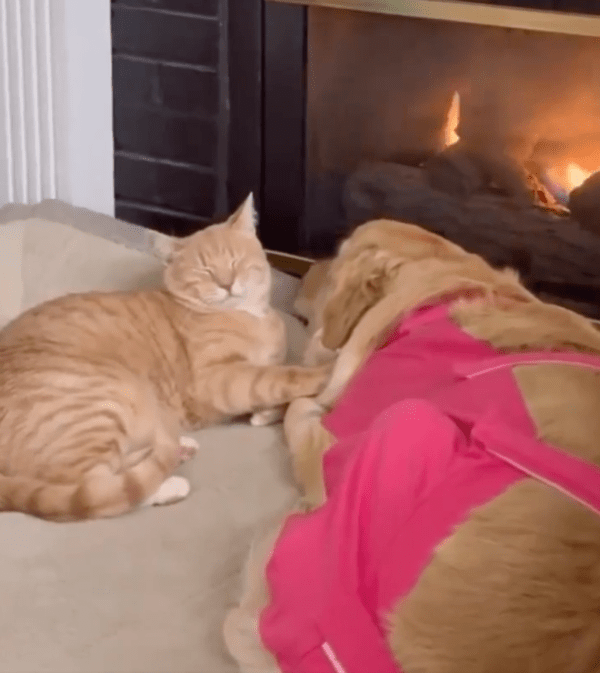 출처 : Reddit / 리트리버를 위로하듯 곁에 있어 주는 고양이