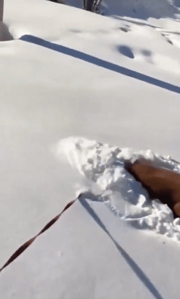 출처 : Reddit / 몸의 반을 뒤엎을 정도로 눈에 얼굴을 파묻은 골든 리트리버