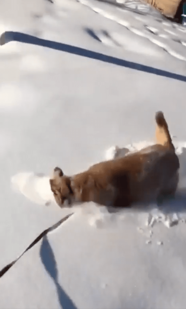 출처 : Reddit / 눈이 너무 좋아 다시 얼굴을 파묻는 리트리버