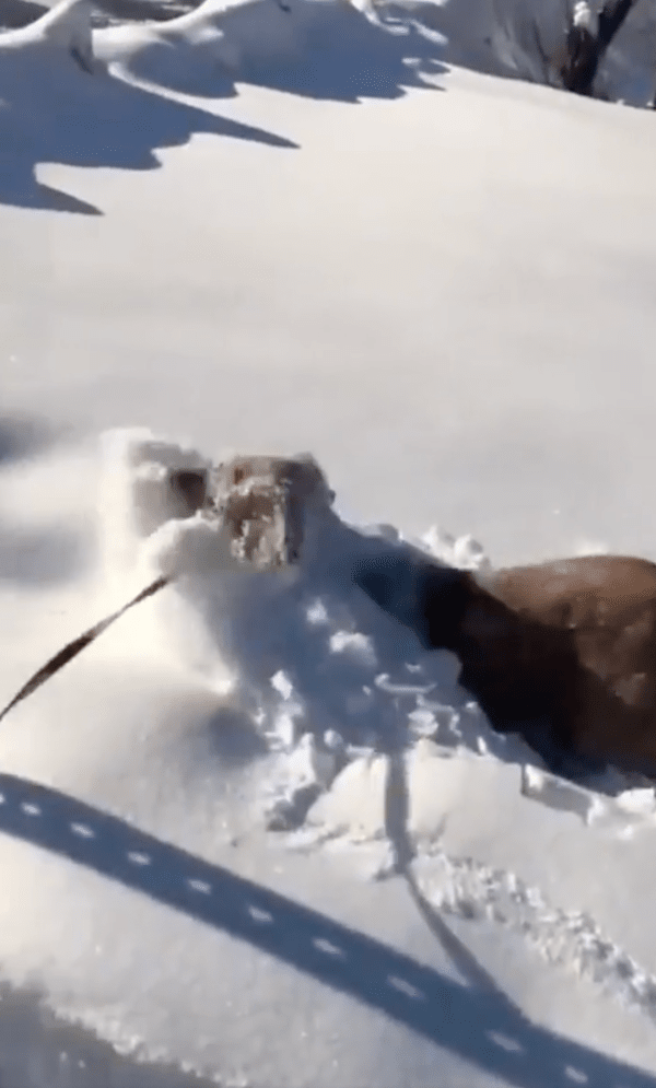 출처 : Reddit / 눈이 너무 좋아 점프하며 튀어 오른 리트리버