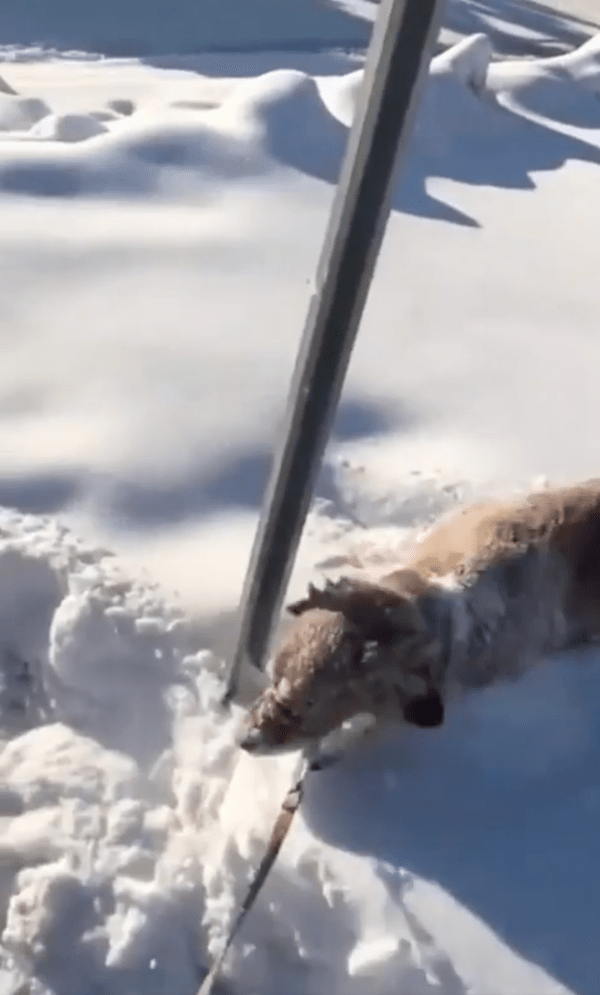 출처 : Reddit / 산책 중 눈을 즐긴 골든 리트리버