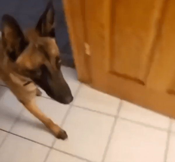 출처 : Reddit / 화장실로 들어온 셰퍼드