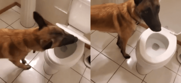 출처 : Reddit / 직접 변기 커버를 여는 셰퍼드