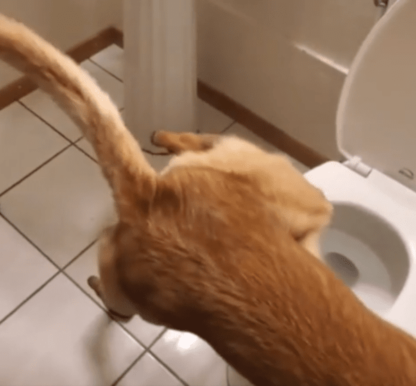 출처 : Reddit / 변기에 직접 소변보는 셰퍼드