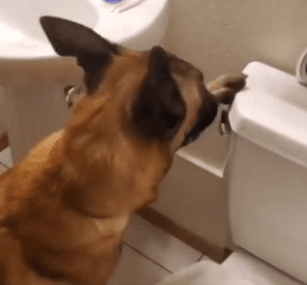 출처 : Reddit / 변기 레버를 직접 내리는 셰퍼드