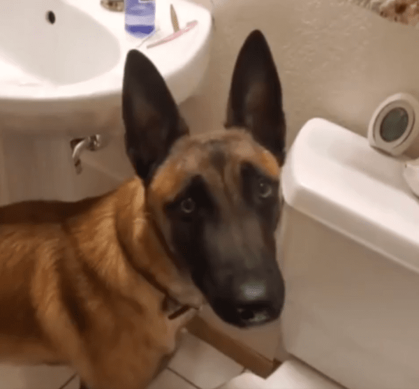 출처 : Reddit / 칭찬받고 싶은지 주인을 바라보는 셰퍼드