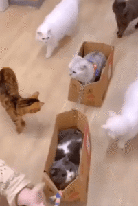 고양이 기차, 아늑한 승객들과 치열한 자리싸움