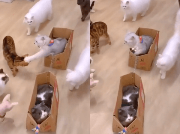 출처 : Reddit / 자기 자리를 노리는 고양이에게 냥펀치를 날리는 흰 고양이