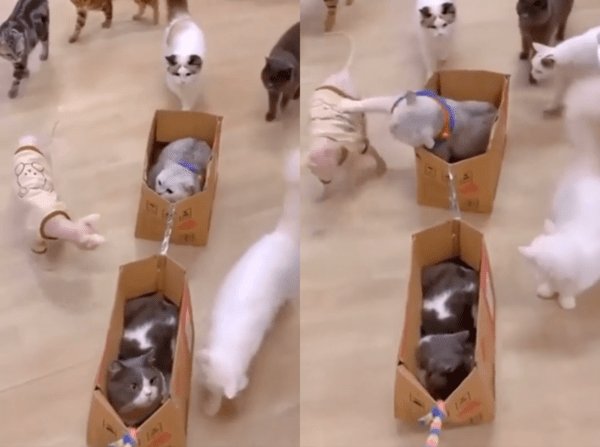 출처 : Reddit / 다른 고양이가 다가오자 어김없이 냥펀치를 날리는 고양이