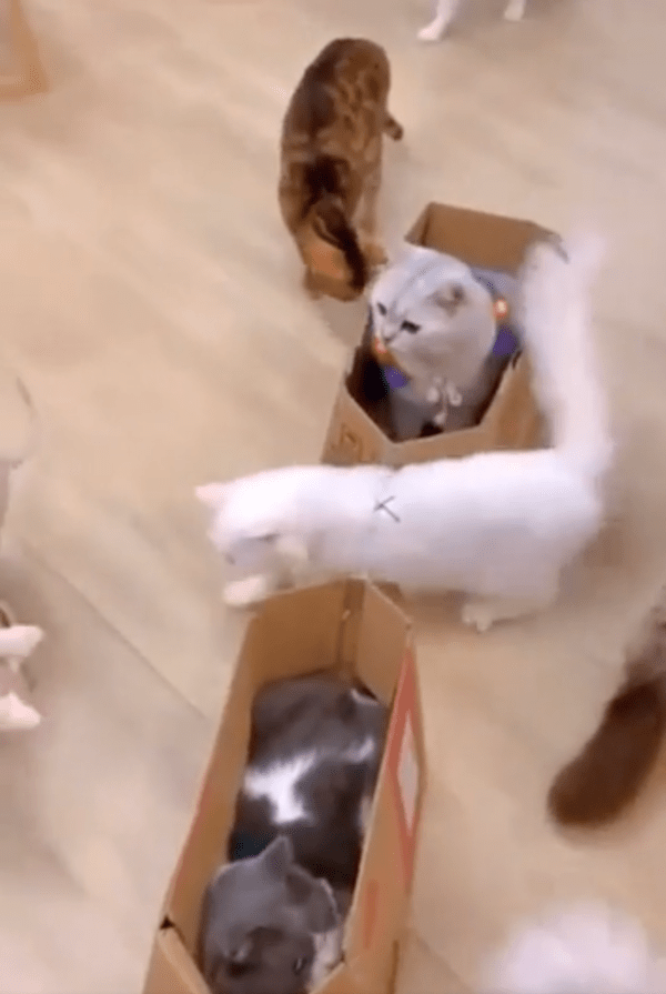 출처 : Reddit / '고양이 기차'에 타고 싶은 다른 고양이들