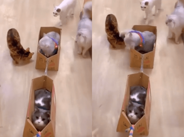 출처 : Reddit / 끝까지 자리를 사수하는 고양이 둘