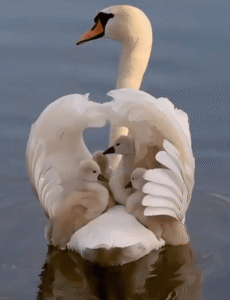품 속에 사랑을 담아, 아기 백조들을 품은 엄마 백조