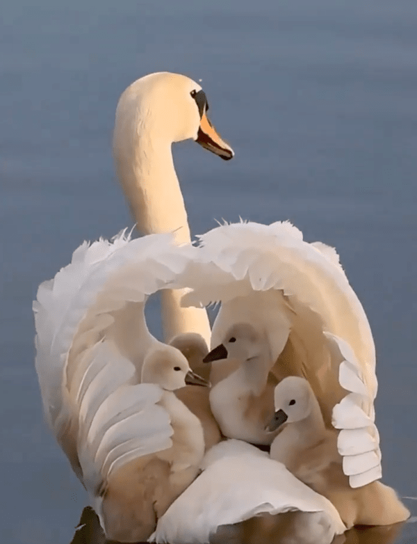 출처 : Reddit / 엄마 백조 위에 올라타 있는 아기 백조들