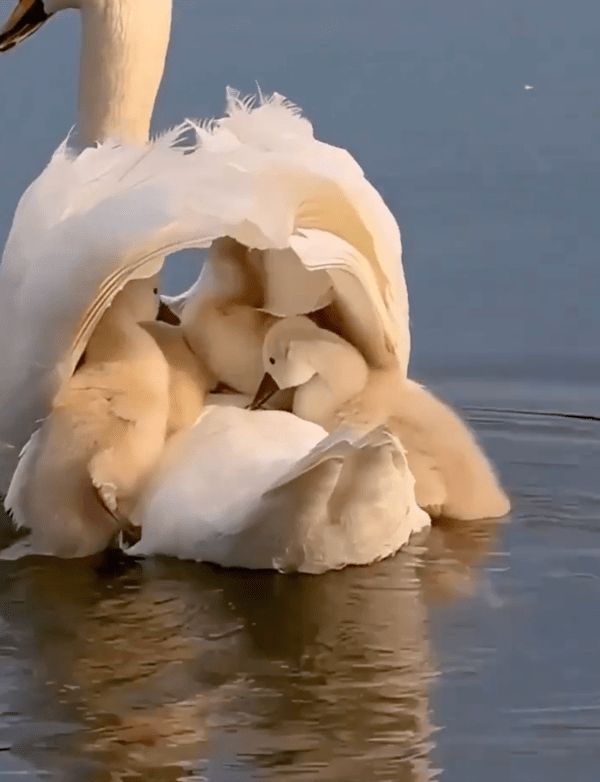 출처 : Reddit / 엄마 백조 위로 다시 올라가는 아기 백조