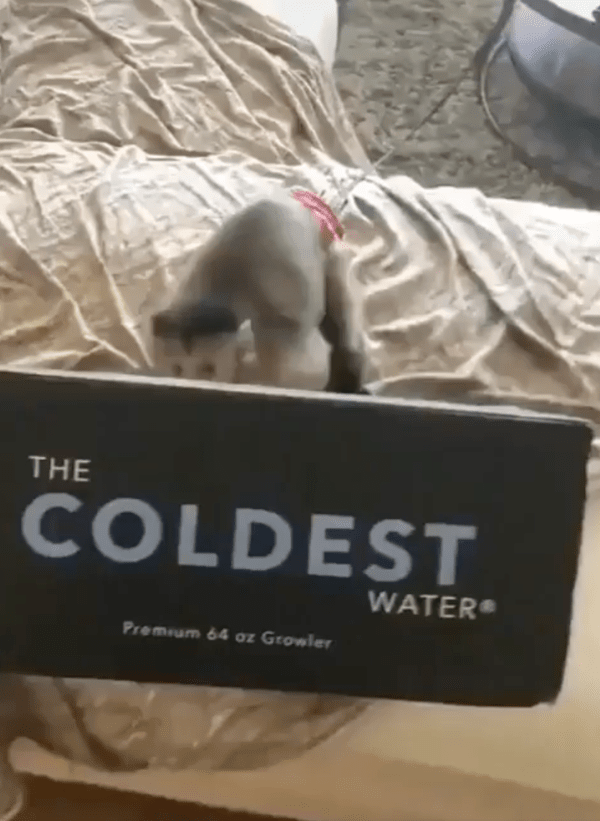 출처 : Reddit / 원숭이에게 박스를 주려는 사람