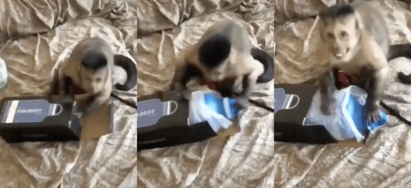 출처 : Reddit / 박스를 보자 너무 신나는 듯 웃는 표정을 짓는 원숭이