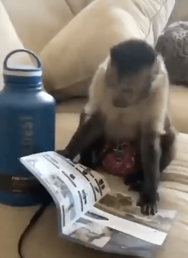 출처 : Reddit / 설명서를 읽어보는 원숭이