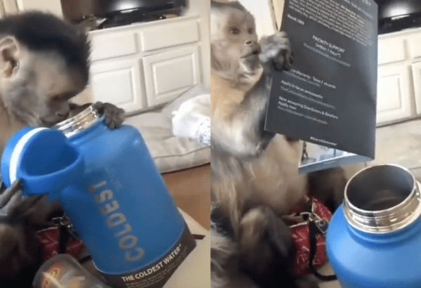 출처 : Reddit / 텀블러 안쪽까지 확인하고 설명서를 다시 보는 원숭이