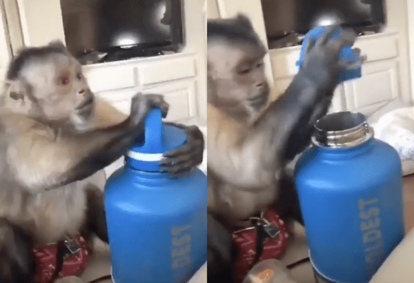 출처 : Reddit / 설명서를 본 후 뚜껑을 열어보는 원숭이