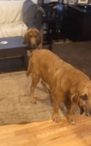 장난기 가득한 블러드하운드 형제의 귀여운 일상