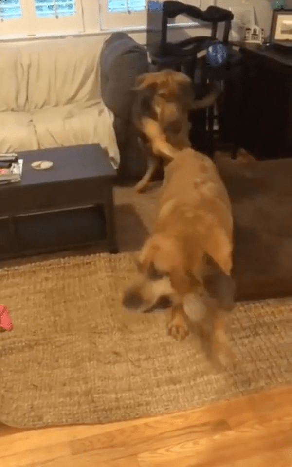 출처 : Reddit / 앞발로 형을 치는 동생