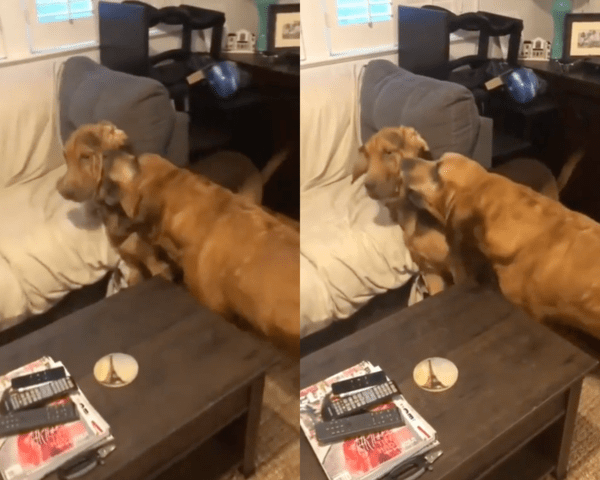 출처 : Reddit / 동생을 무는 척하며 경고하는 형